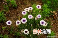 矢车菊花语是什么,矢车菊的花语是什么