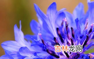 矢车菊花语是什么,矢车菊的花语是什么