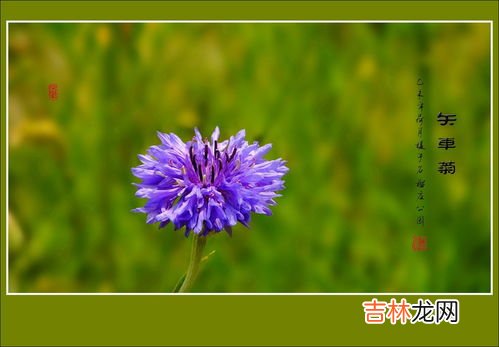 矢车菊花语是什么,矢车菊的花语是什么