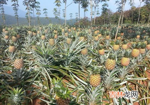 袋装的小菠萝为什么这么甜,小菠萝为什么特别甜