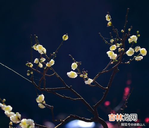 梅花外形特点是什么,梅花的外形特征是什么？