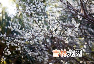 梅花外形特点是什么,梅花的外形特征是什么？