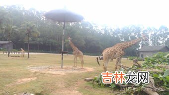 动物园和野生动物园区别,上海动物园和上海野生动物园动物有区别吗？