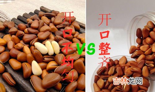 松子如何开口方法,松子怎么弄开