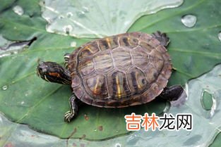 乌龟与甲鱼的区别有哪些,甲鱼和乌龟有什么区别