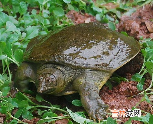 乌龟与甲鱼的区别有哪些,甲鱼和乌龟有什么区别