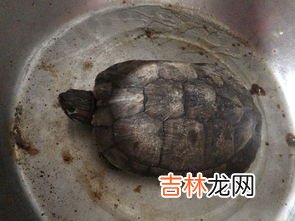 乌龟与甲鱼的区别有哪些,甲鱼和乌龟有什么区别