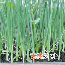 韭菜指的是什么人,韭菜是什么意思？
