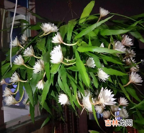 昙花多久开一次花,昙花多久开一次，多久凋谢