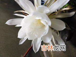 昙花多久开一次花,昙花多久开一次，多久凋谢