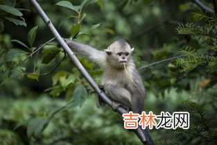 金丝猴寿命是多久,陕西大山发现“美猴王”，引得众人丛林中探秘，看它们活成啥样