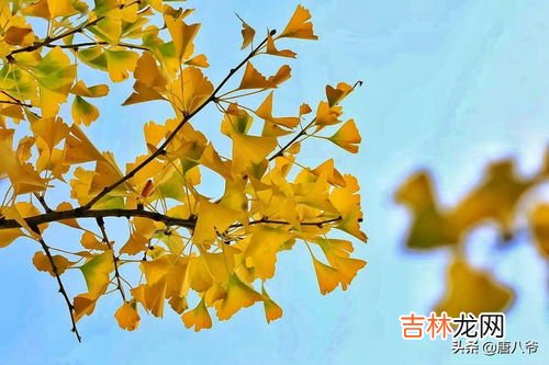 银杏树的叶子好像啥,银杏树叶的比喻句