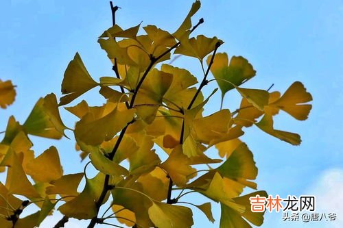 银杏树的叶子好像啥,银杏树叶的比喻句