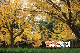银杏树的叶子好像啥,银杏树叶的比喻句