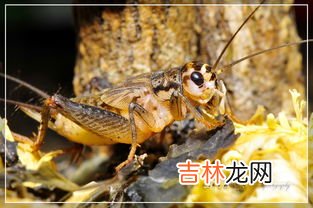 蝈蝈是蟋蟀吗,蝈蝈也是蛐蛐吗?