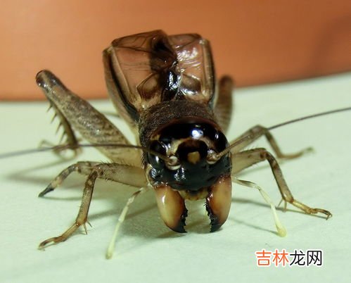 蝈蝈是蟋蟀吗,蝈蝈也是蛐蛐吗?