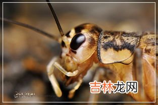 蝈蝈是蟋蟀吗,蝈蝈也是蛐蛐吗?