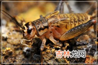 蝈蝈是蟋蟀吗,蝈蝈也是蛐蛐吗?