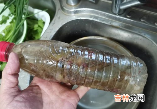 活虾可以直接冷冻吗,活虾直接冷冻还是处理了冷冻
