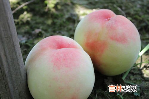 水蜜桃的热量,水蜜桃的热量是多少？