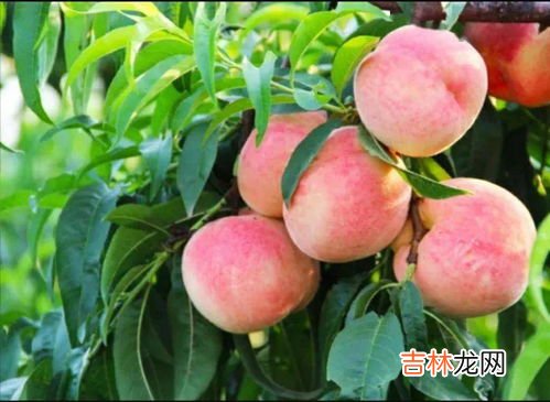 水蜜桃的热量,水蜜桃的热量是多少？