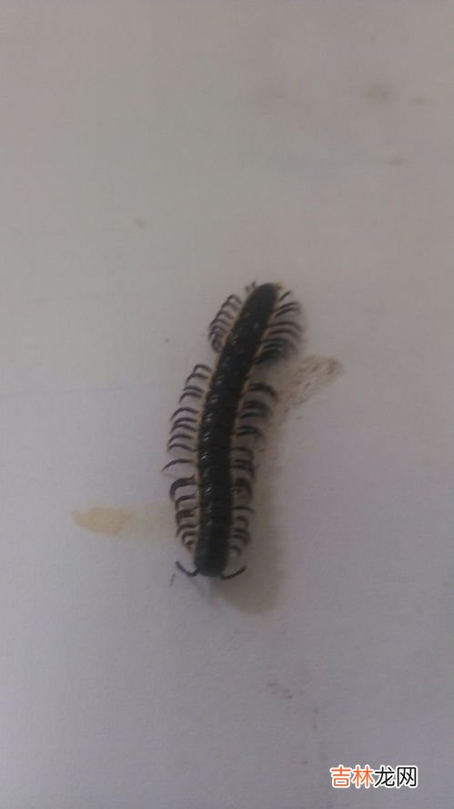 柿子树上的虫子被叫做什么,柿子上白色的虫是什么虫?