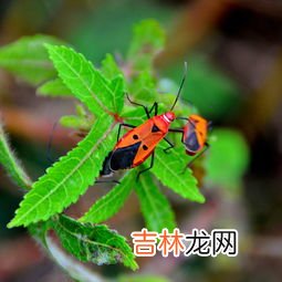 柿子树上的虫子被叫做什么,柿子上白色的虫是什么虫?