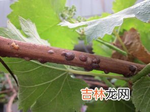 柿子树上的虫子被叫做什么,柿子上白色的虫是什么虫?