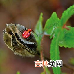 柿子树上的虫子被叫做什么,柿子上白色的虫是什么虫?