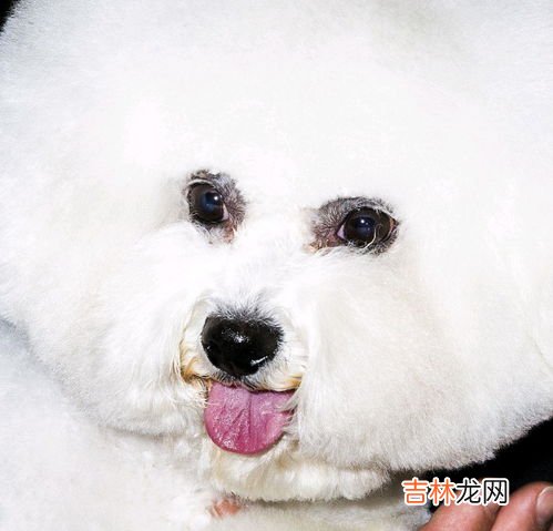 比熊和泰迪的区别是什么,泰迪和比熊有什么区别？