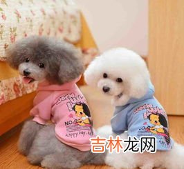 比熊和泰迪的区别是什么,泰迪和比熊有什么区别？