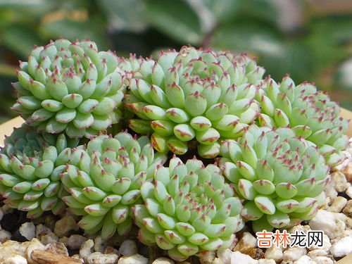 晚霞多肉可以叶插吗,多肉植物怎么叶插