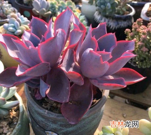 晚霞多肉可以叶插吗,多肉植物怎么叶插