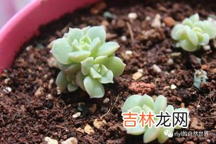 晚霞多肉可以叶插吗,多肉植物怎么叶插