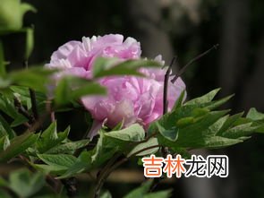 万花之王指的是什么花,万花之王是什么花？