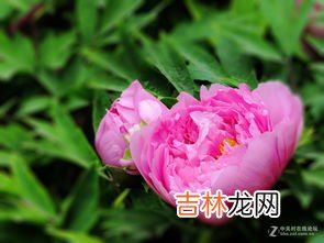 万花之王指的是什么花,万花之王是什么花？