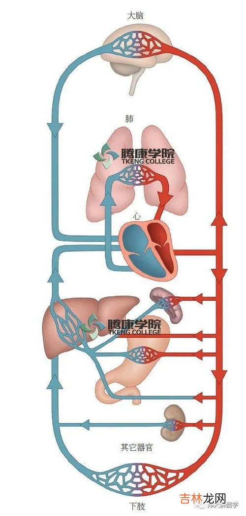 体循环和肺循环的顺口溜,肺循环 体循环背诵有什么口诀？