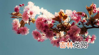 桃花是什么样子的,桃花是什么样子的？