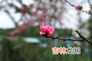 桃花是什么样子的,桃花是什么样子的？