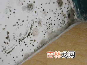 墙体发霉怎样彻底处理,墙体发霉怎样彻底处理