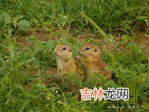 田鼠和老鼠的区别是什么,田鼠和老鼠的区别