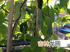 松果有什么药用价值,松树果子功效与作用，松树果子药用价值