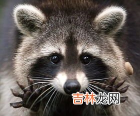 浣熊和小熊猫的区别是什么,浣熊和小熊猫的区别是什么？