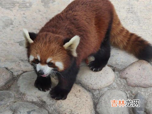 浣熊和小熊猫的区别是什么,浣熊和小熊猫的区别是什么？