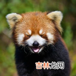 浣熊和小熊猫的区别是什么,浣熊和小熊猫的区别是什么？