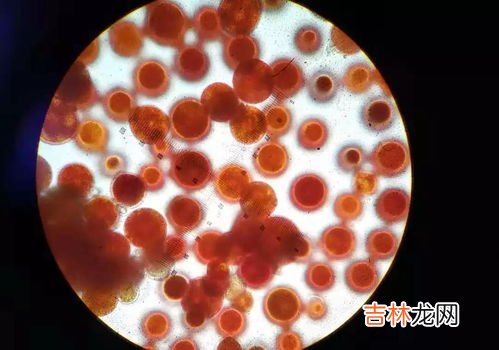 雨生红球藻的副作用,雨生红球藻接种后发生沉淀是怎么回事