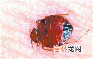 阳台上经常有臭虫是什么原因导致的,家里阳台，卧室老是有臭屁虫是怎么回事？
