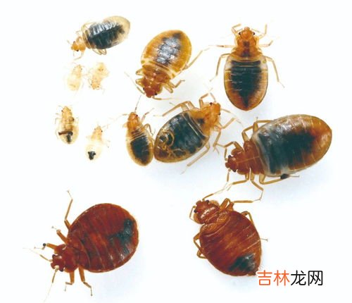 阳台上经常有臭虫是什么原因导致的,家里阳台，卧室老是有臭屁虫是怎么回事？