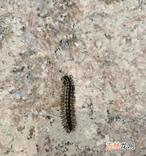 阳台上经常有臭虫是什么原因导致的,家里阳台，卧室老是有臭屁虫是怎么回事？