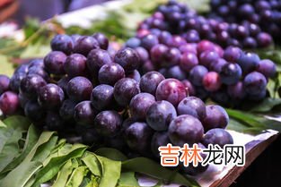 北方基因基因苹果干细胞效果怎么样,北方基因基因苹果干细胞的价格